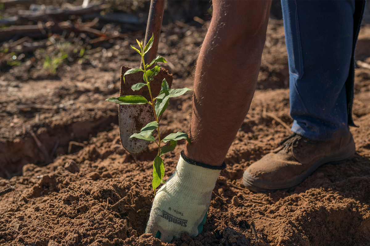 Hardwood Timber Orangery orangeries home kitchen extensions
